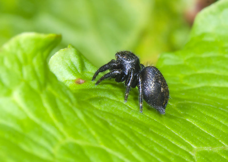 Evarcha arcuata - L''Aquila